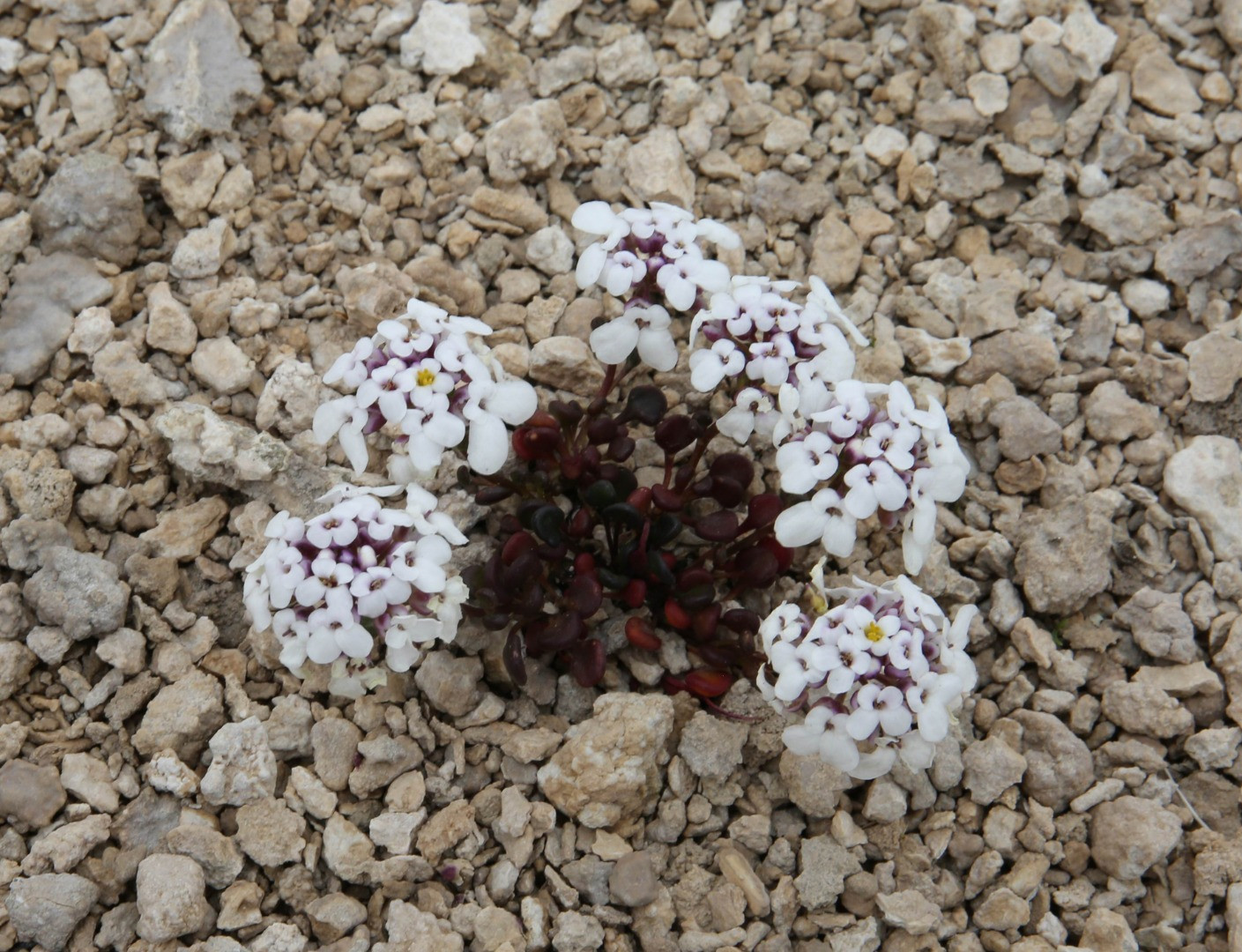 Tuz beğendi ve acı düğü çiçeği açtı. Müjdeli haber geldi - Resim: 8