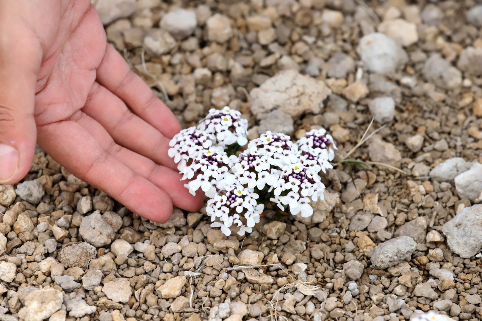 Tuz beğendi ve acı düğü çiçeği açtı. Müjdeli haber geldi - Resim: 5