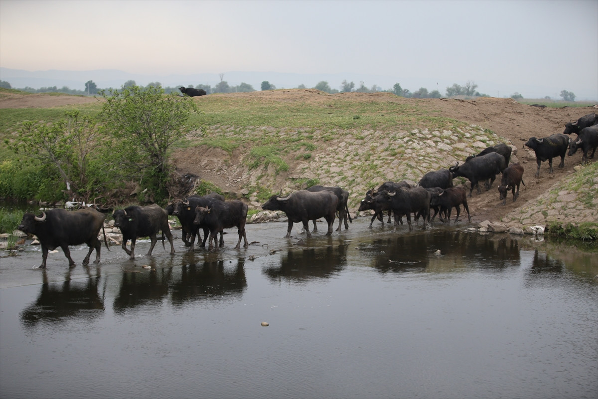Balıkesir Ovası'ndaki görüntüler belgeselleri aratmadı - Resim: 23