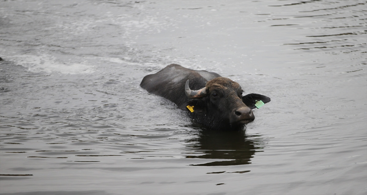 Balıkesir Ovası'ndaki görüntüler belgeselleri aratmadı - Resim: 22