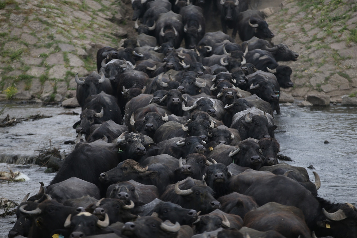 Balıkesir Ovası'ndaki görüntüler belgeselleri aratmadı - Resim: 21