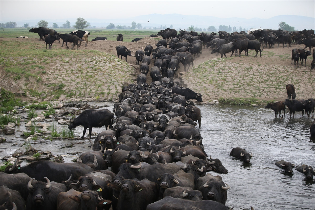 Balıkesir Ovası'ndaki görüntüler belgeselleri aratmadı - Resim: 20