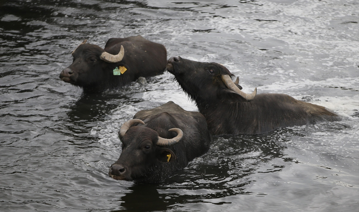 Balıkesir Ovası'ndaki görüntüler belgeselleri aratmadı - Resim: 19