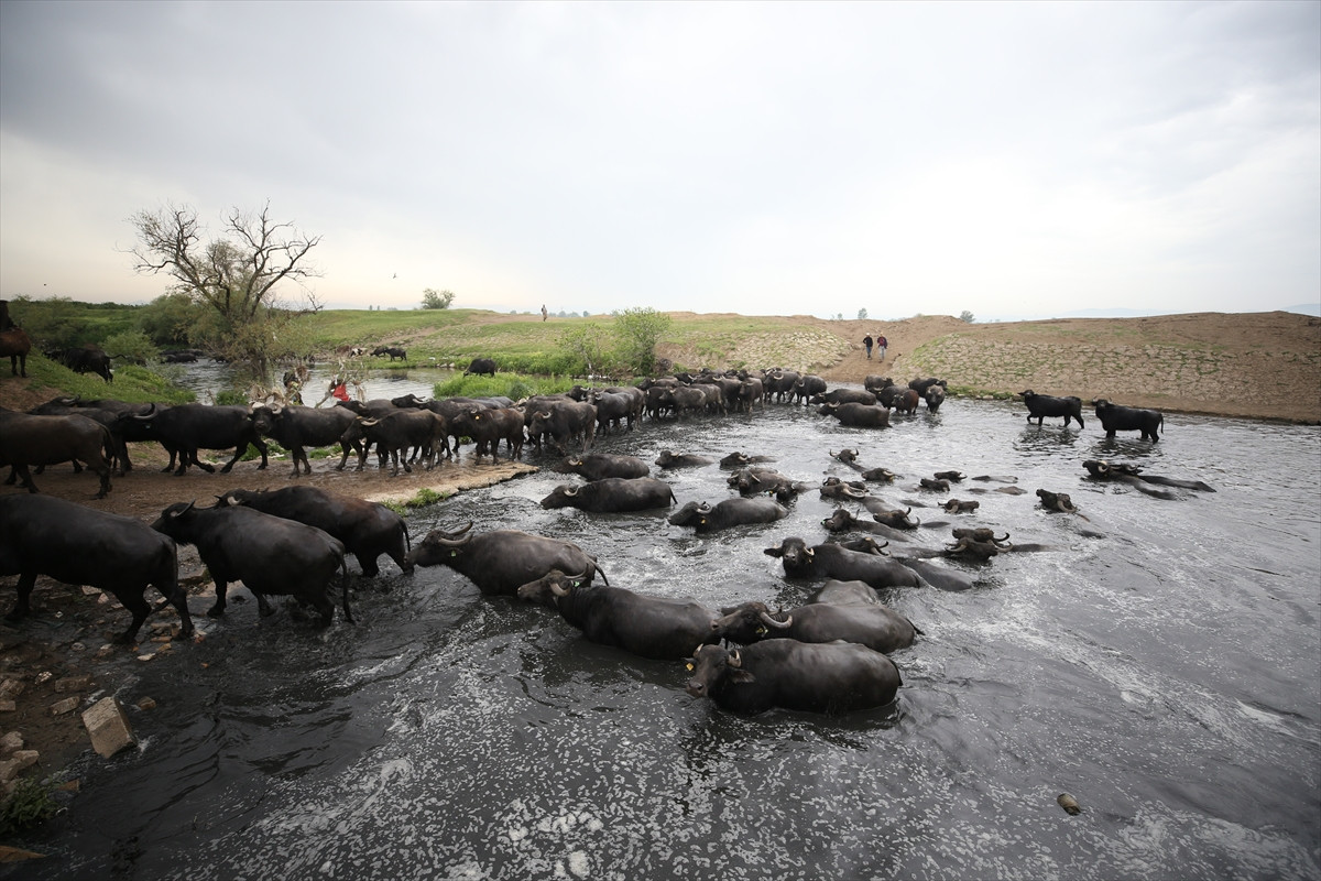 Balıkesir Ovası'ndaki görüntüler belgeselleri aratmadı - Resim: 17