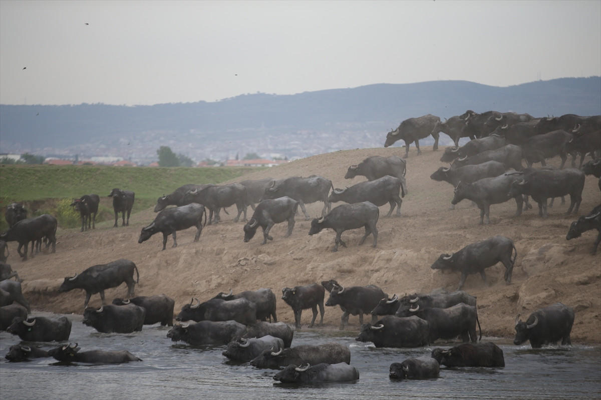Balıkesir Ovası'ndaki görüntüler belgeselleri aratmadı - Resim: 5