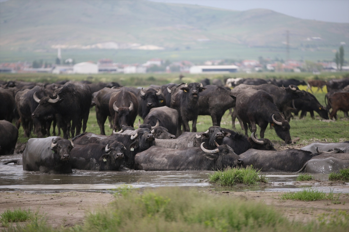 Balıkesir Ovası'ndaki görüntüler belgeselleri aratmadı - Resim: 12