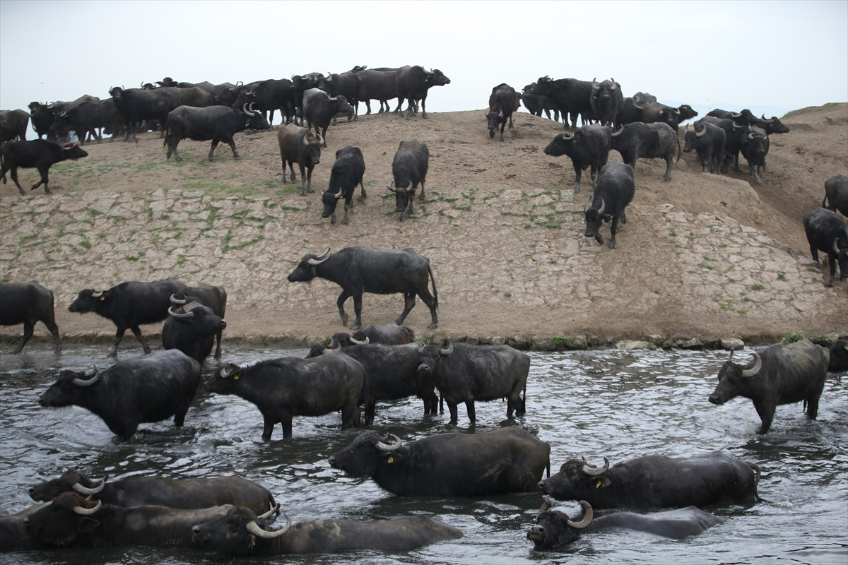 Balıkesir Ovası'ndaki görüntüler belgeselleri aratmadı - Resim: 18