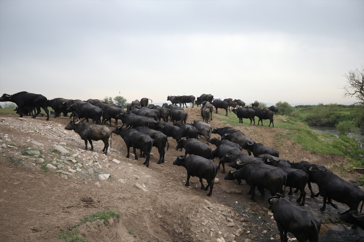 Balıkesir Ovası'ndaki görüntüler belgeselleri aratmadı - Resim: 16
