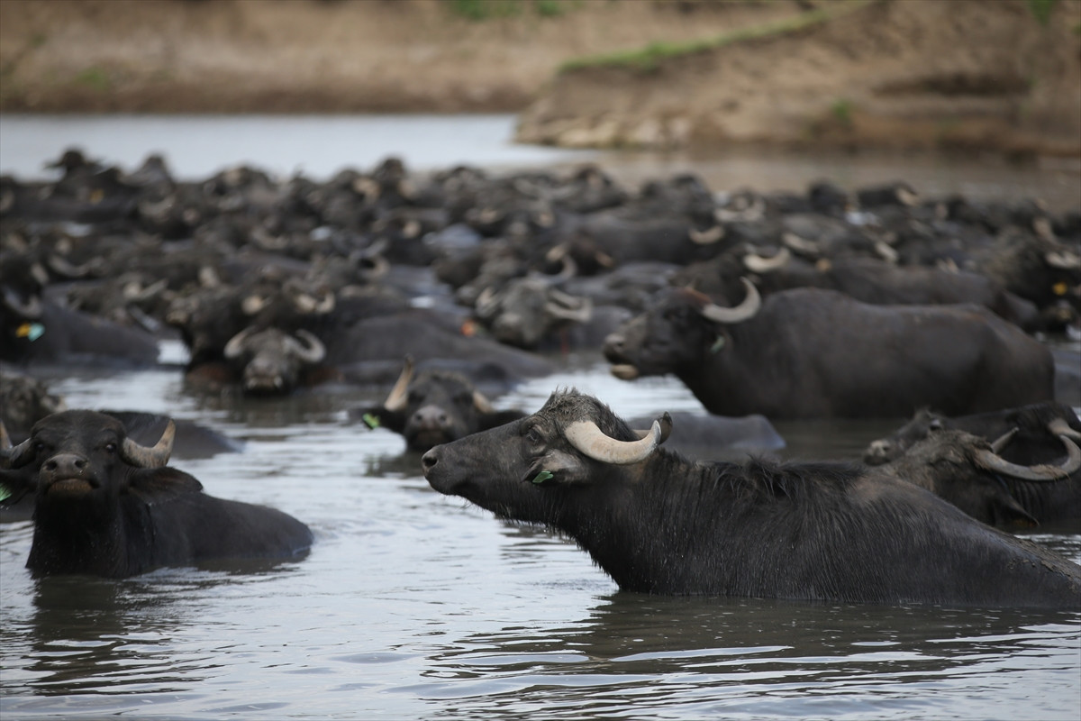 Balıkesir Ovası'ndaki görüntüler belgeselleri aratmadı - Resim: 1