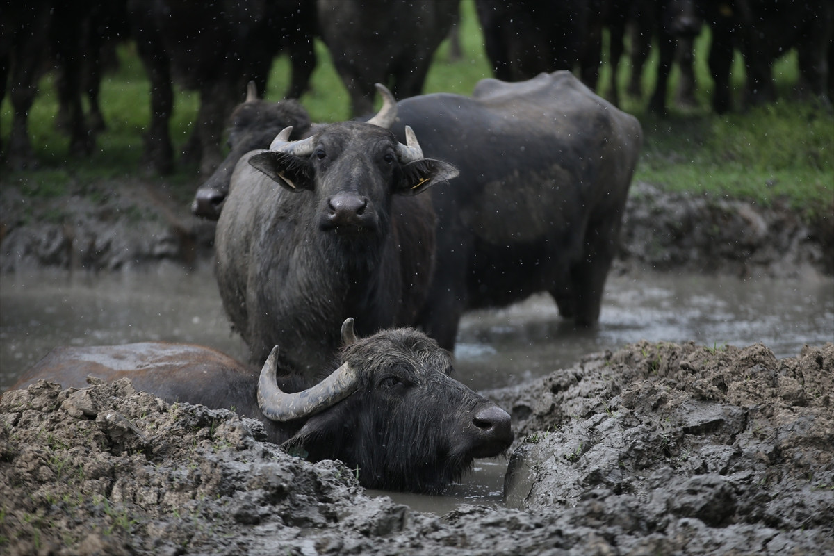 Balıkesir Ovası'ndaki görüntüler belgeselleri aratmadı - Resim: 10