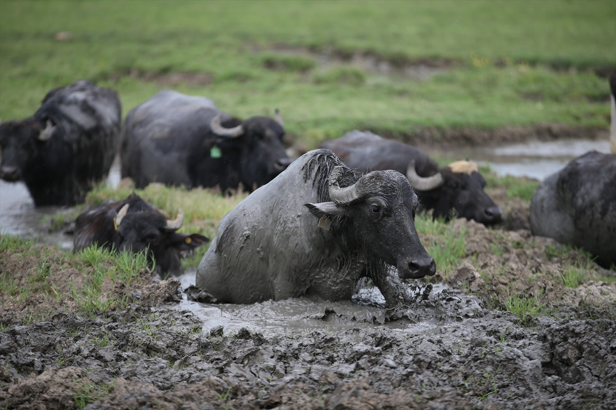 Balıkesir Ovası'ndaki görüntüler belgeselleri aratmadı - Resim: 6