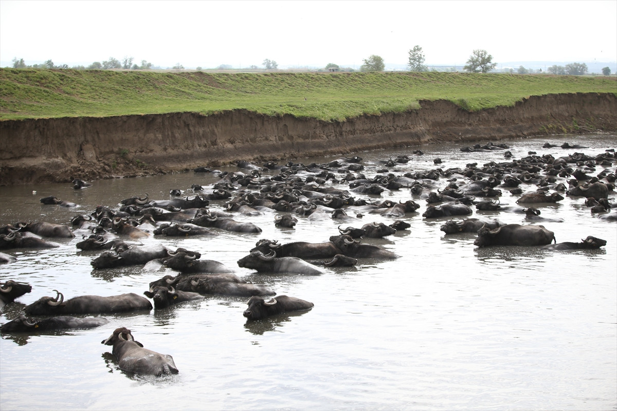 Balıkesir Ovası'ndaki görüntüler belgeselleri aratmadı - Resim: 4