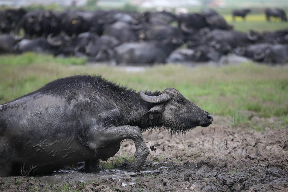 Balıkesir Ovası'ndaki görüntüler belgeselleri aratmadı - Resim: 8