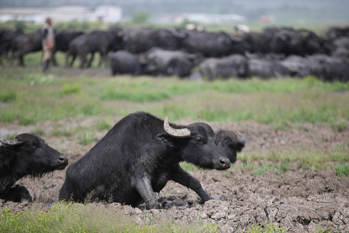 Balıkesir Ovası'ndaki görüntüler belgeselleri aratmadı - Resim: 9