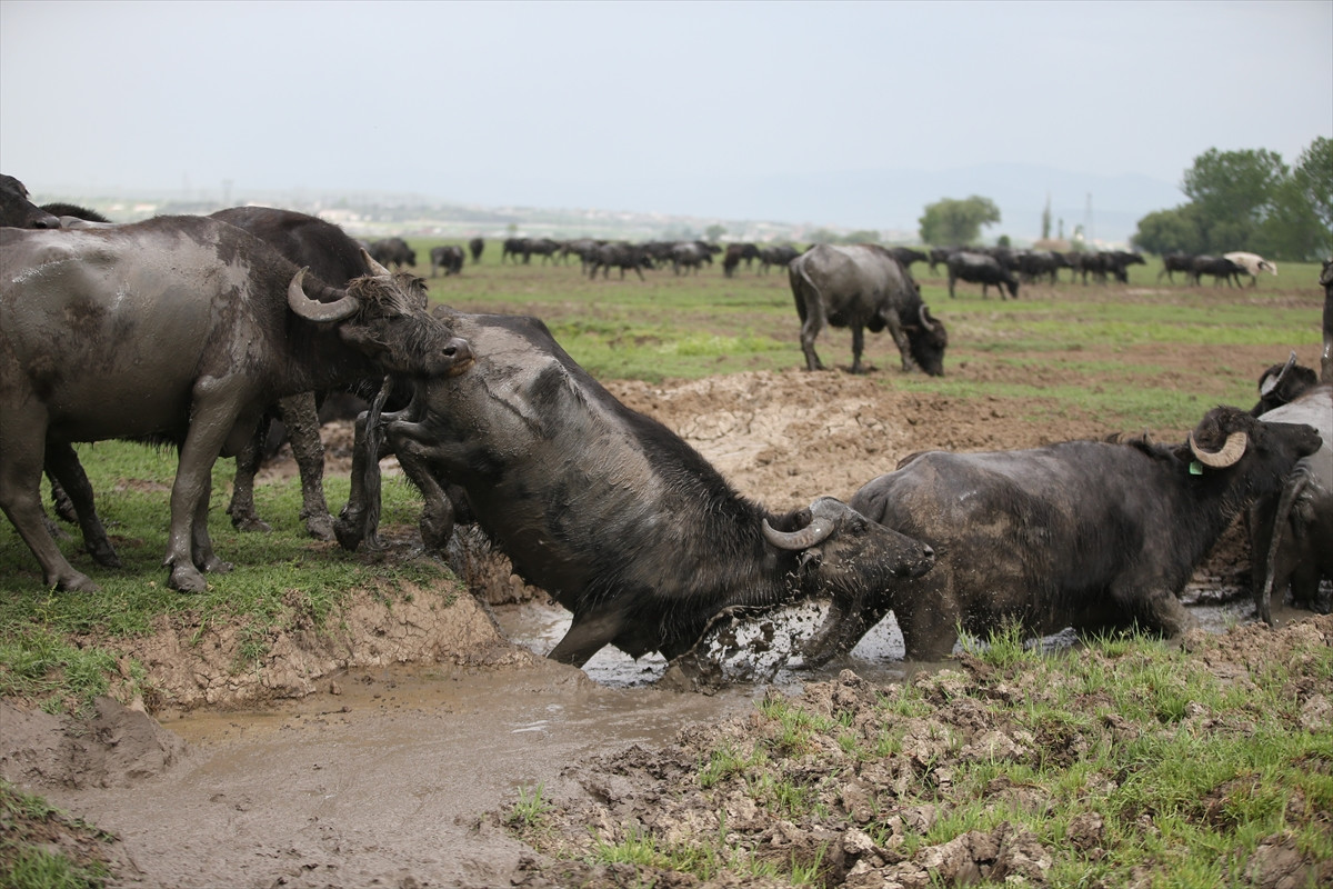 Balıkesir Ovası'ndaki görüntüler belgeselleri aratmadı - Resim: 7