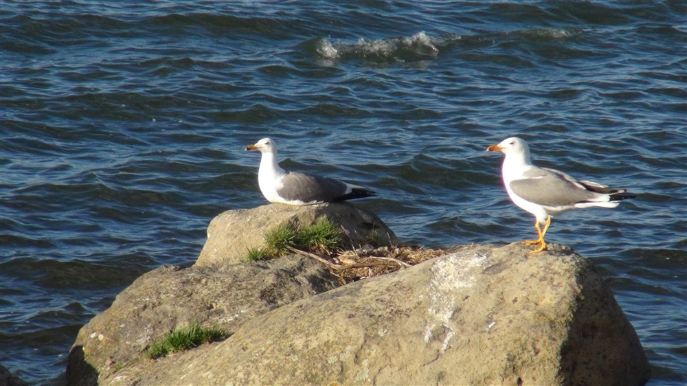 Doğa harikası Çıldır Gölü'nün manzarası görenleri büyülüyor - Resim: 9