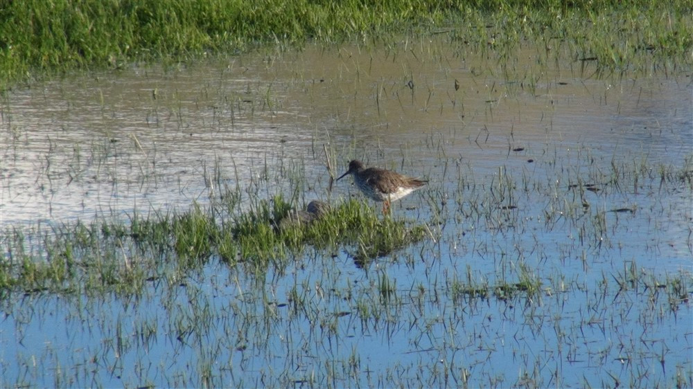 Doğa harikası Çıldır Gölü'nün manzarası görenleri büyülüyor - Resim: 13
