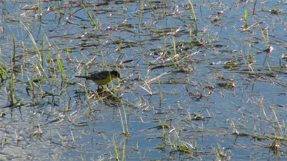Doğa harikası Çıldır Gölü'nün manzarası görenleri büyülüyor - Resim: 14