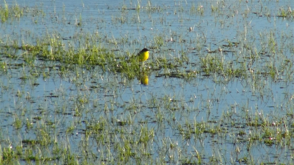 Doğa harikası Çıldır Gölü'nün manzarası görenleri büyülüyor - Resim: 12