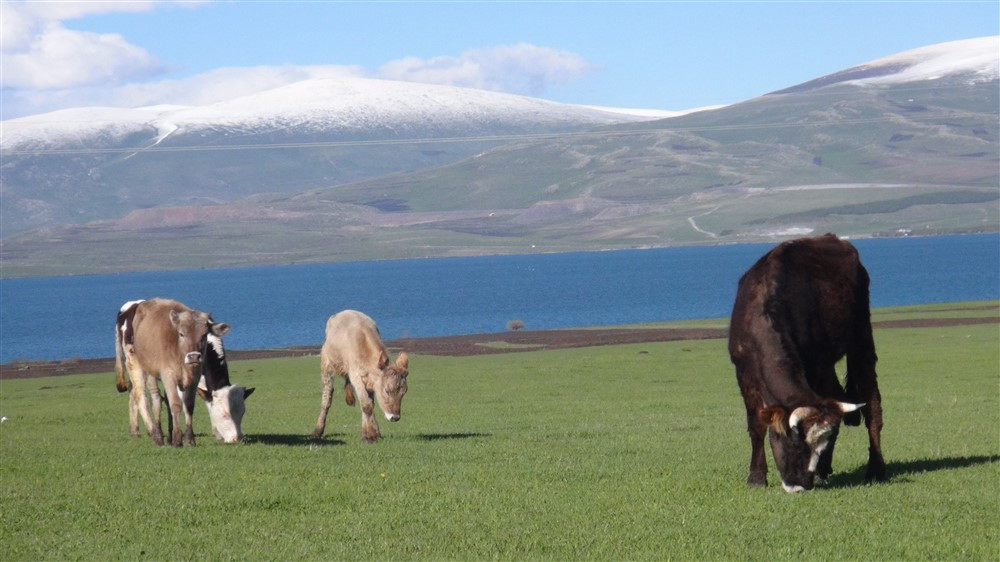 Doğa harikası Çıldır Gölü'nün manzarası görenleri büyülüyor - Resim: 2
