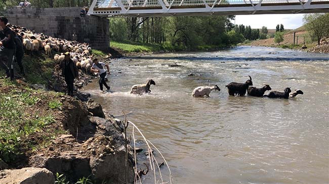 Kırkılan koyunları Kars Çayı'nda yorgunluk attı - Resim: 11