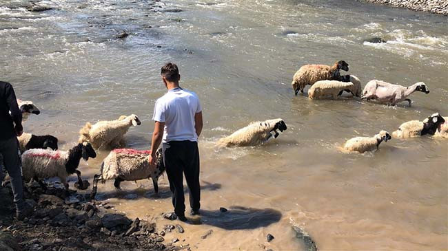Kırkılan koyunları Kars Çayı'nda yorgunluk attı - Resim: 5
