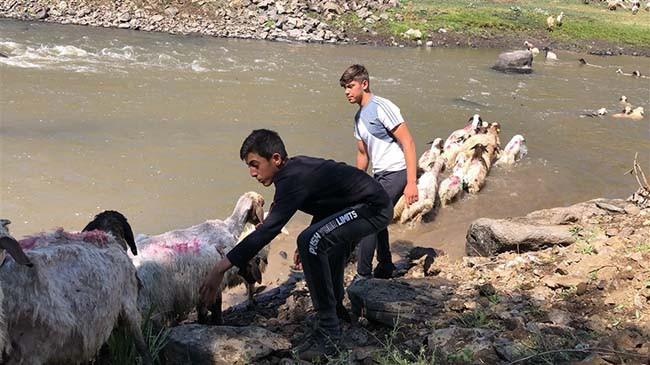 Kırkılan koyunları Kars Çayı'nda yorgunluk attı - Resim: 4