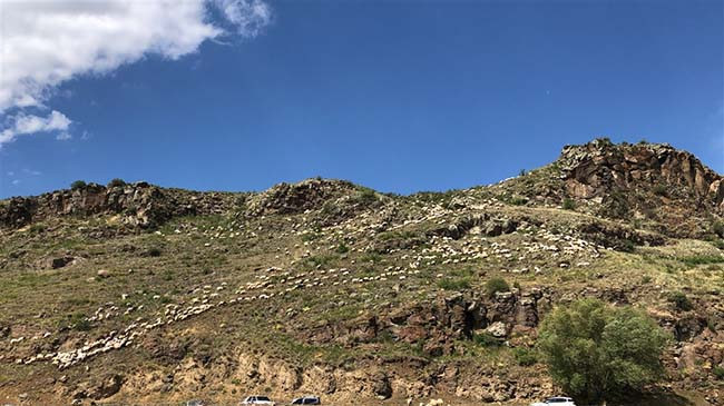 Kırkılan koyunları Kars Çayı'nda yorgunluk attı - Resim: 2