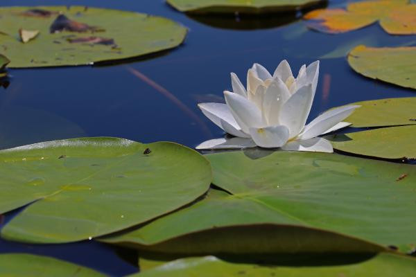 Nilüferleri koparmanın cezası 73 bin TL - Resim: 12