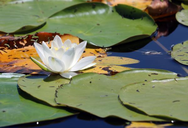 Nilüferleri koparmanın cezası 73 bin TL - Resim: 14