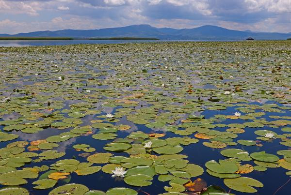 Nilüferleri koparmanın cezası 73 bin TL - Resim: 8