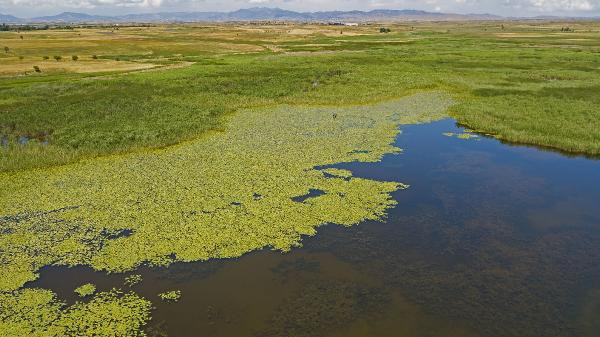 Nilüferleri koparmanın cezası 73 bin TL - Resim: 5