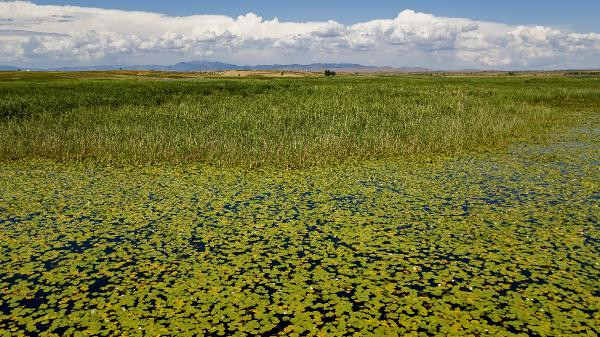 Nilüferleri koparmanın cezası 73 bin TL - Resim: 6