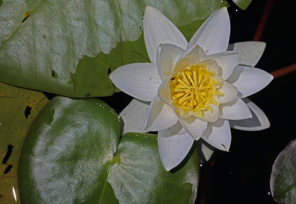 Nilüferleri koparmanın cezası 73 bin TL - Resim: 3