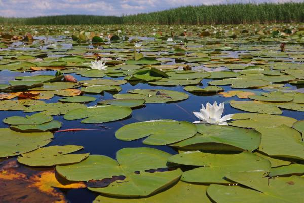 Nilüferleri koparmanın cezası 73 bin TL - Resim: 9