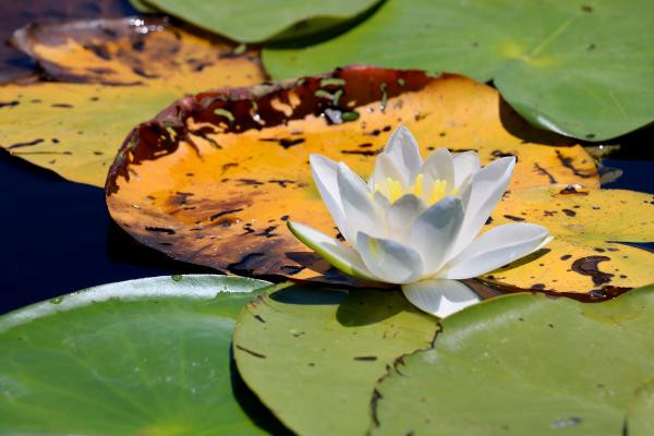 Nilüferleri koparmanın cezası 73 bin TL - Resim: 1