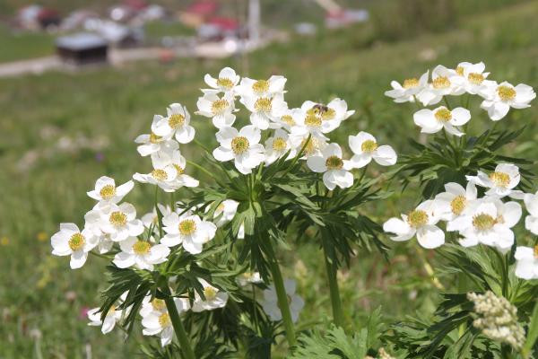 Anzer balında üretim sezonu açıldı yüzlerce sipariş var - Resim: 12