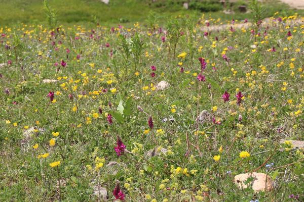 Anzer balında üretim sezonu açıldı yüzlerce sipariş var - Resim: 15