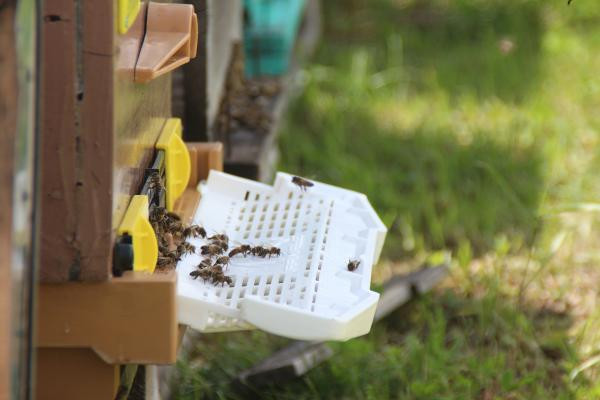 Anzer balında üretim sezonu açıldı yüzlerce sipariş var - Resim: 4