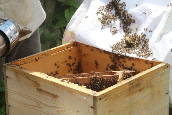 Anzer balında üretim sezonu açıldı yüzlerce sipariş var - Resim: 6