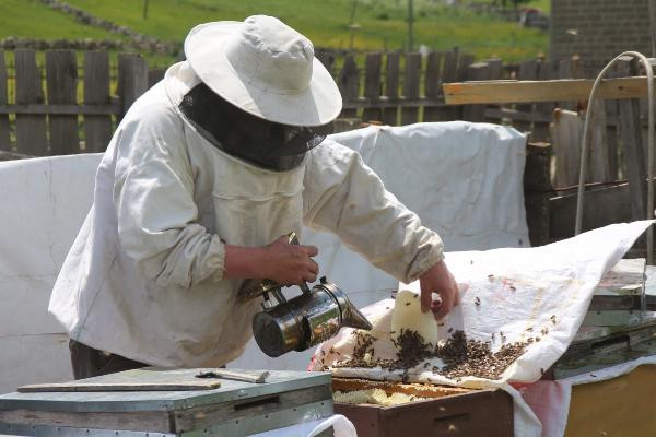 Anzer balında üretim sezonu açıldı yüzlerce sipariş var - Resim: 5