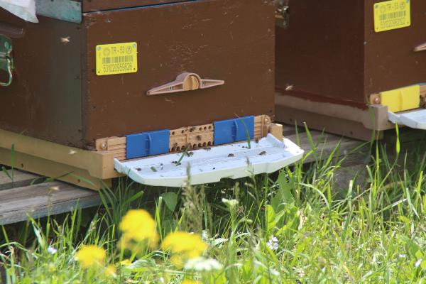 Anzer balında üretim sezonu açıldı yüzlerce sipariş var - Resim: 3