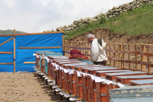Anzer balında üretim sezonu açıldı yüzlerce sipariş var - Resim: 8