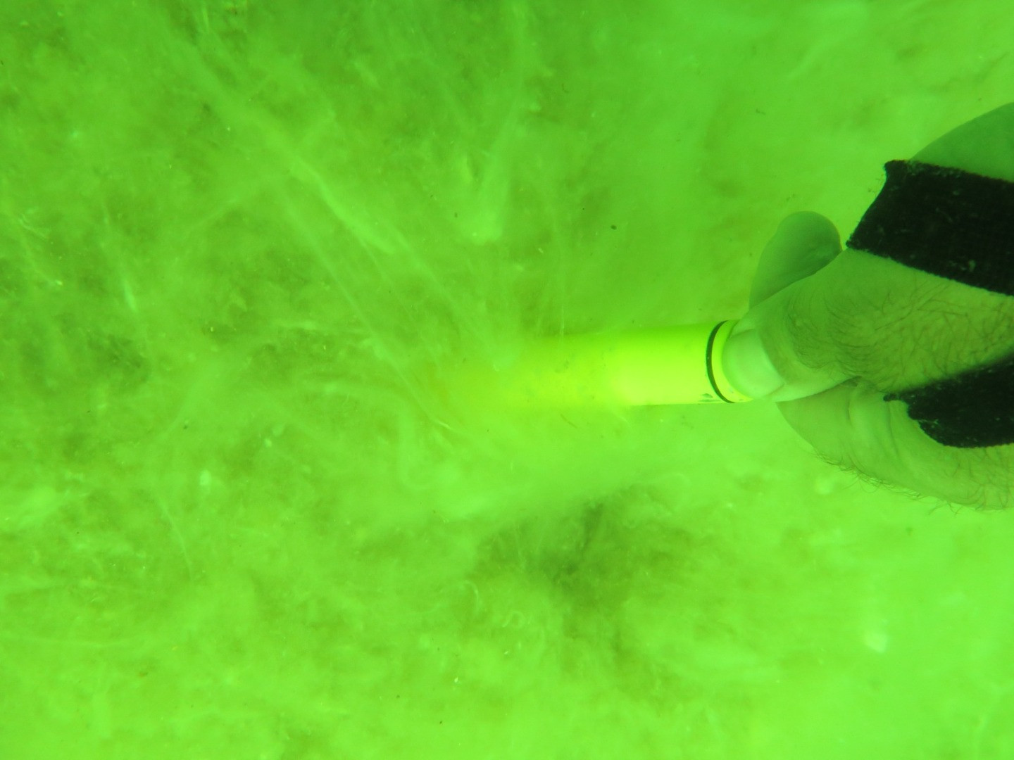 Marmara'nın dibinde hayat yok. Marmara'nın öldüğünün resmidir - Resim: 17