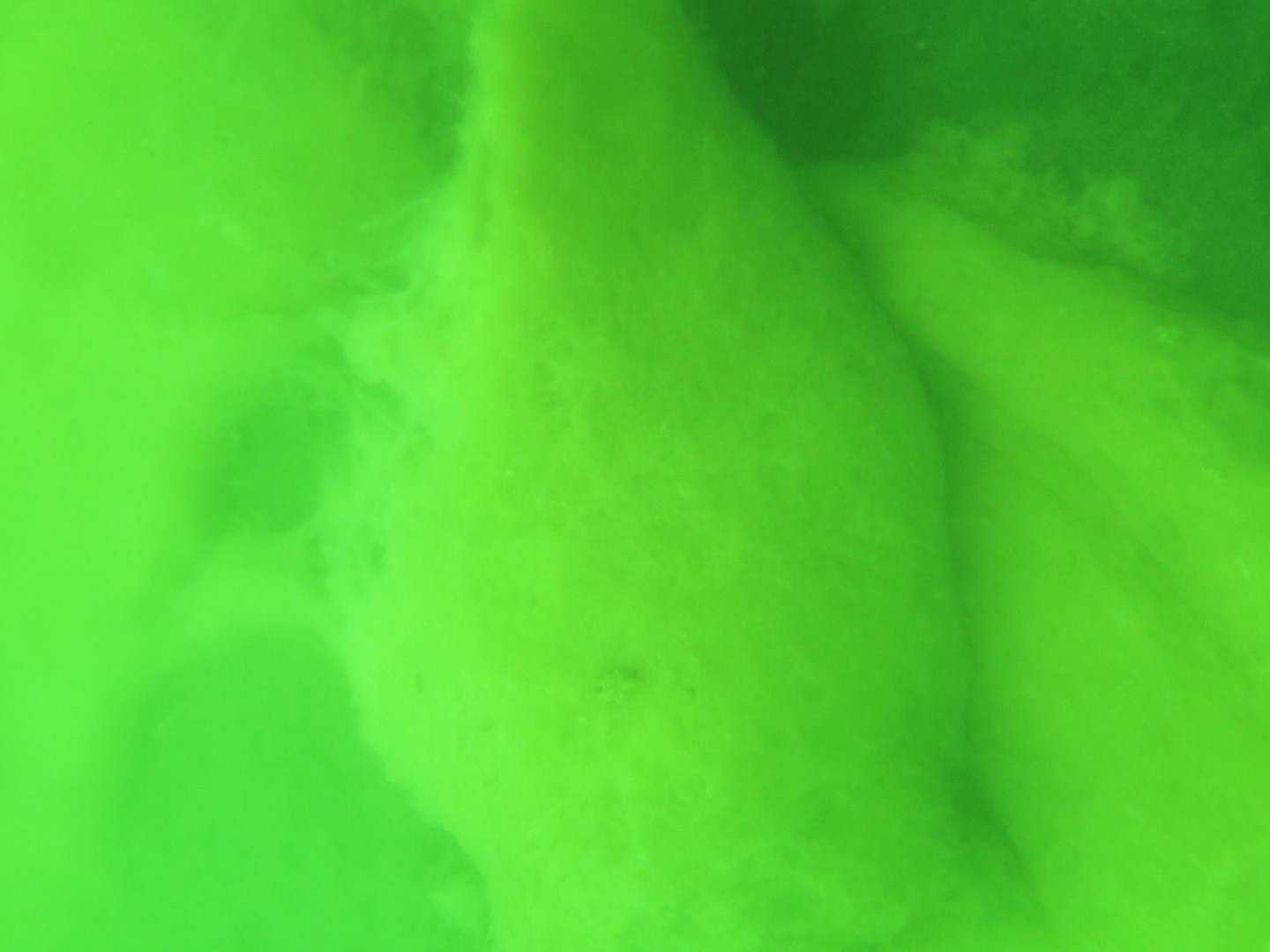 Marmara'nın dibinde hayat yok. Marmara'nın öldüğünün resmidir - Resim: 13