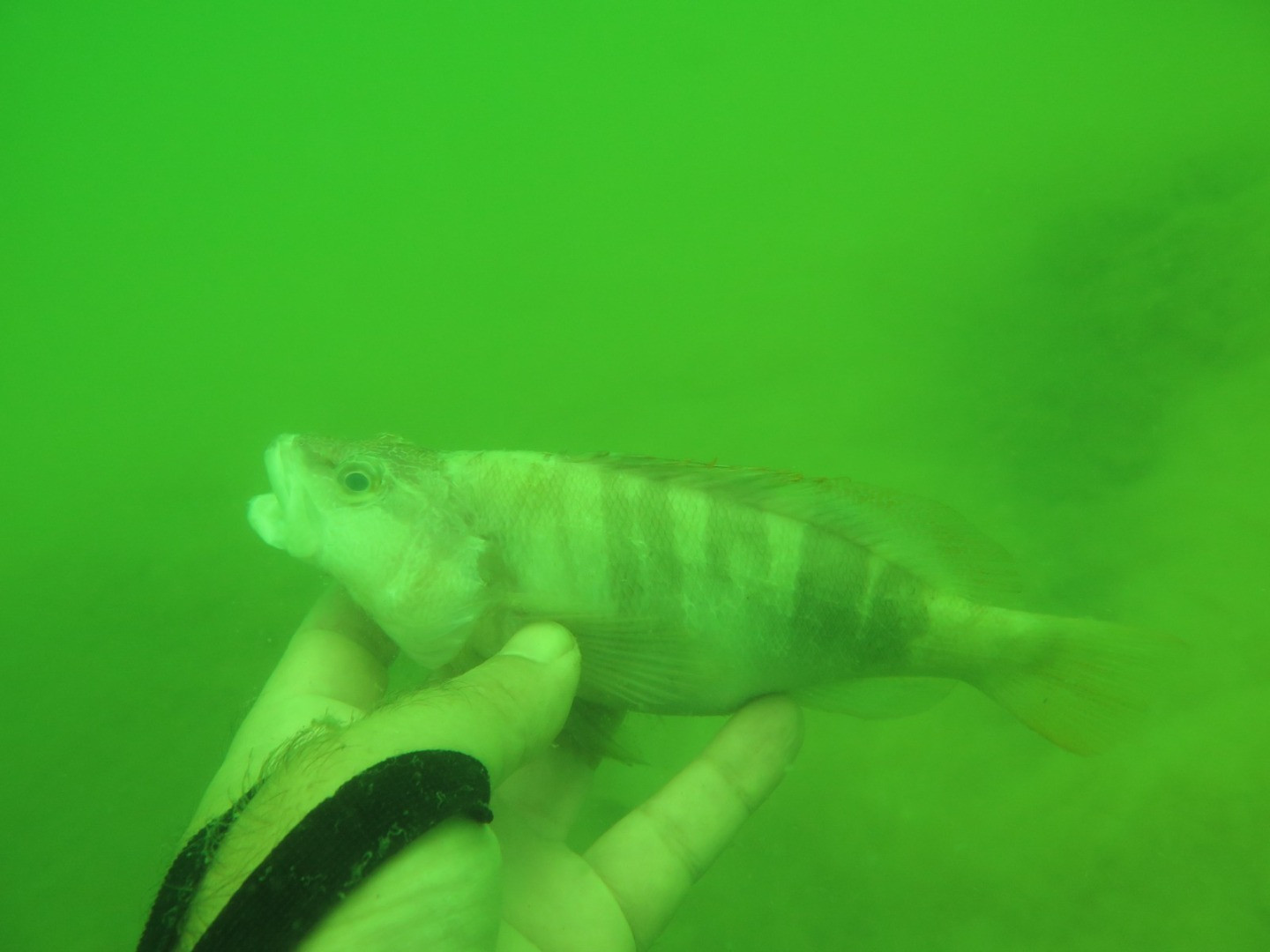 Marmara'nın dibinde hayat yok. Marmara'nın öldüğünün resmidir - Resim: 8
