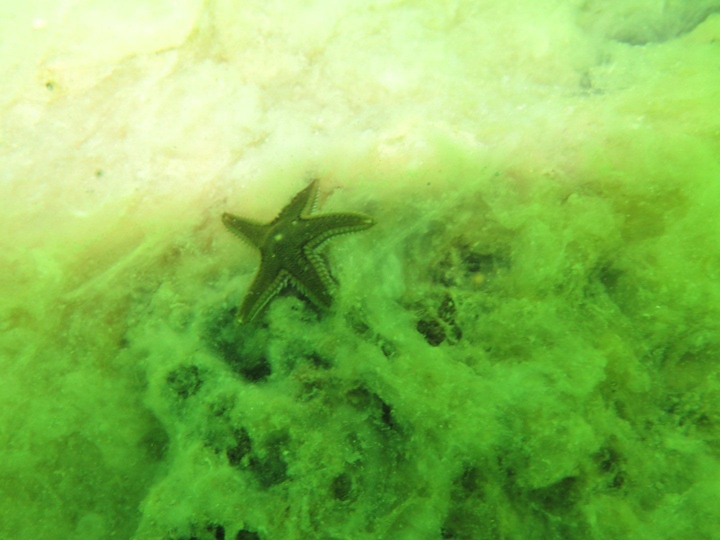 Marmara'nın dibinde hayat yok. Marmara'nın öldüğünün resmidir - Resim: 14