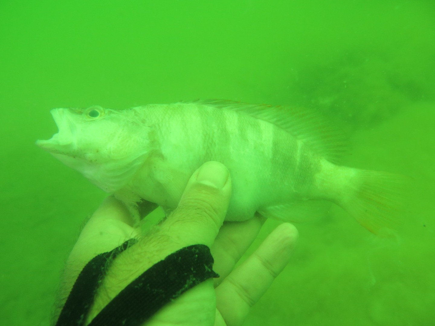 Marmara'nın dibinde hayat yok. Marmara'nın öldüğünün resmidir - Resim: 7