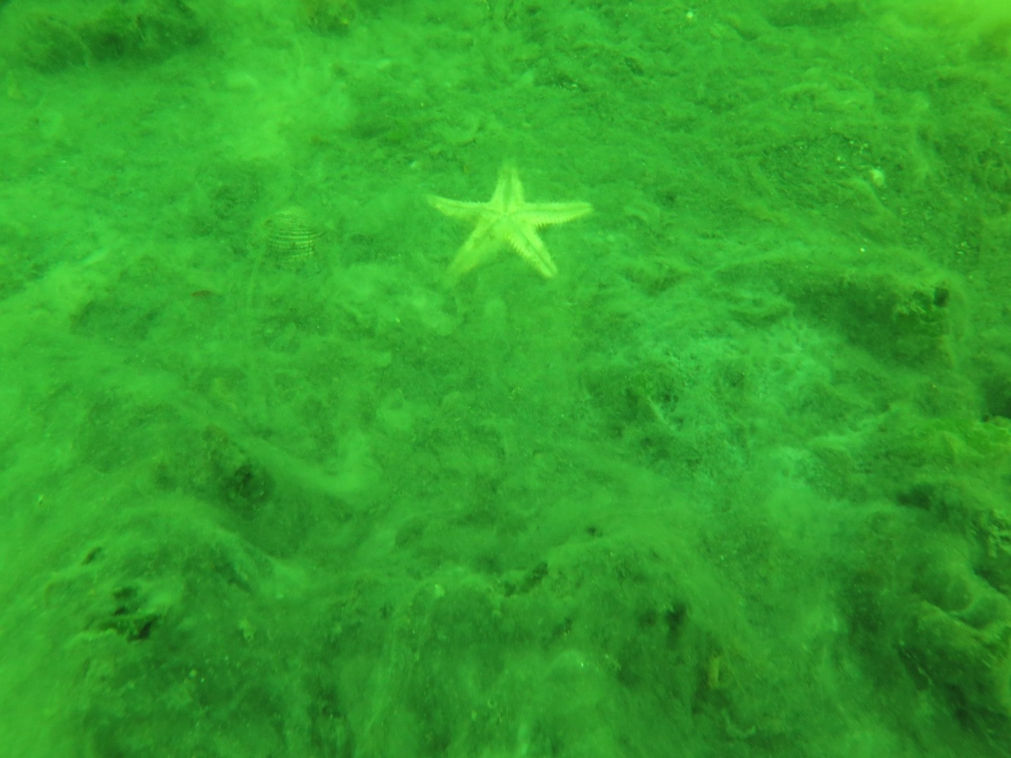 Marmara'nın dibinde hayat yok. Marmara'nın öldüğünün resmidir - Resim: 11