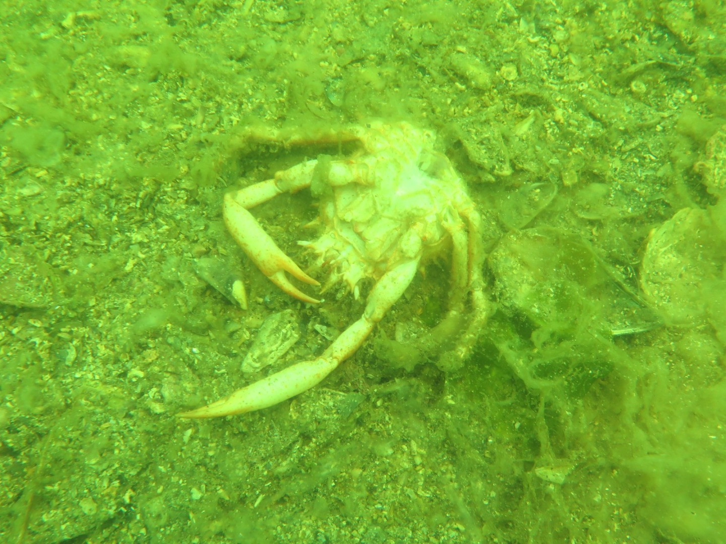 Marmara'nın dibinde hayat yok. Marmara'nın öldüğünün resmidir - Resim: 16
